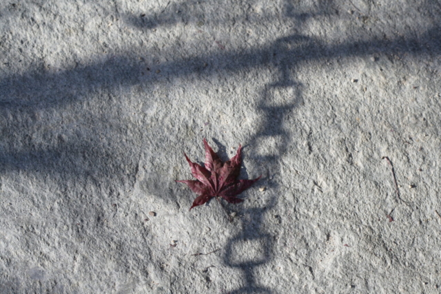 Brookside Gardens maple leaf