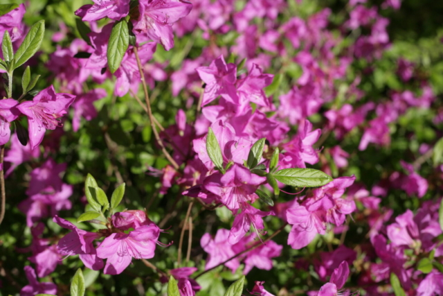 Brookside Gardens azalea