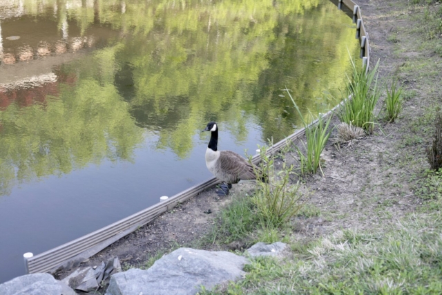 Brookside Gardens Canadian goose