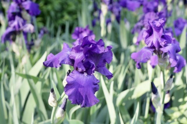 Brookside Gardens iris