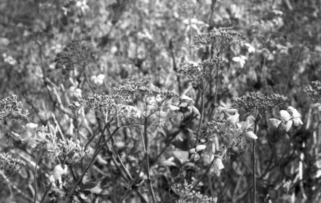 Praktica_FX_FP4_03